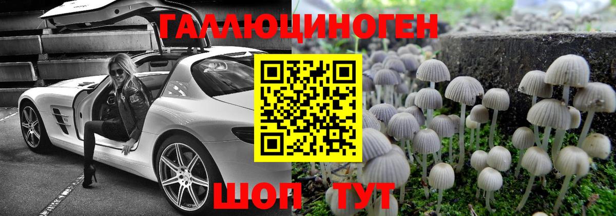 Псилоцибиновые грибы прущие грибы  Псилоцибиновые грибы Cubensis  Курчалой 