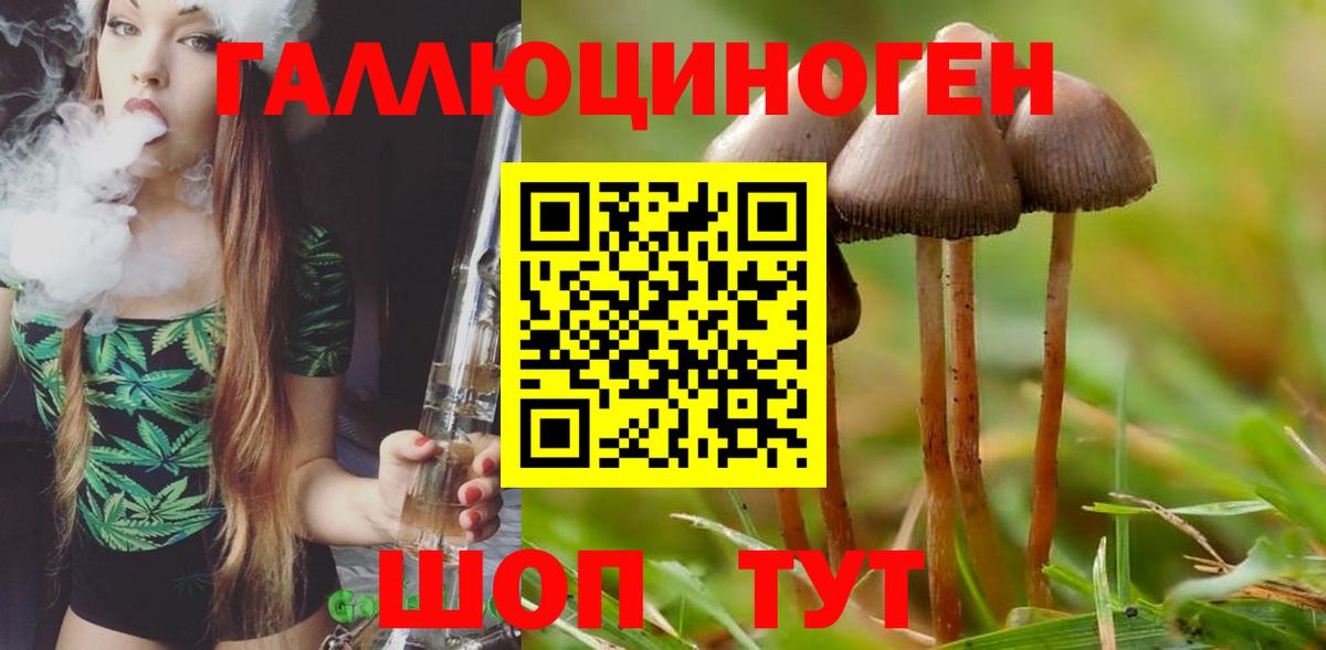Галлюциногенные грибы Cubensis  Вход с VPN  Курчалой  Псилоцибиновые грибы Psilocybe 