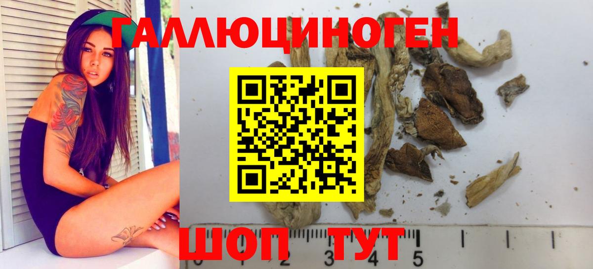 Галлюциногенные грибы Psilocybe Курчалой